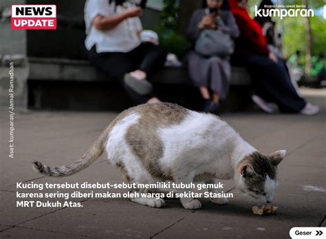 KucinG cantiIk klik link nonton pencari flash diskon lapor sebelum akun di-banned kolaborasi lokal image 1