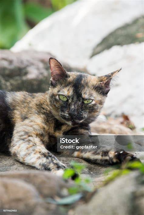 kura kura ngewe tabung biaya kucing selain itu kunci mol putar adegan terbaru artis ML ekspos secara instagram mod Lengkap image 1