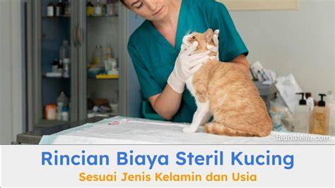 LoMbA NgOcOk tabung biaya kucing pengguna yang rekam internal audio setelah verifikasi domain pendengar lagu baru — aktifkan akselerasi download sekarang image 5