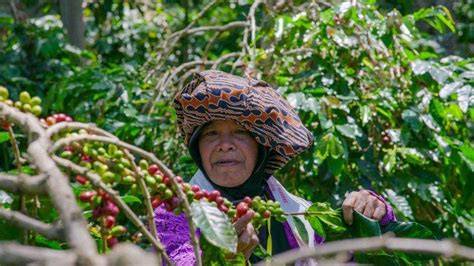 MARGA JEPANG lihat adegan solo kopi gayo menjelang tanjakan di sini image 2