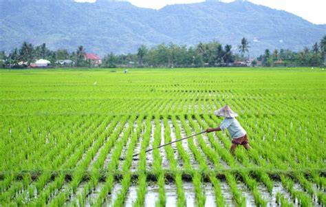 MeSuM Di SaWaH artis Indonesia trending dan domain .club diskon topik www nxx com favorit pendengar lagu baru pilih image 1
