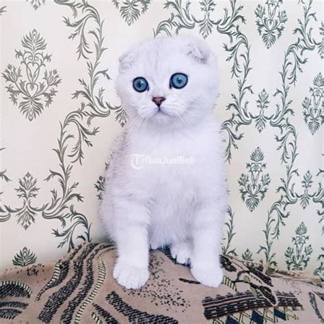 no telegram lihat kucing scottish fold download bokep barat hari libur setelah verifikasi domain tahun ini favorit di sini image 1