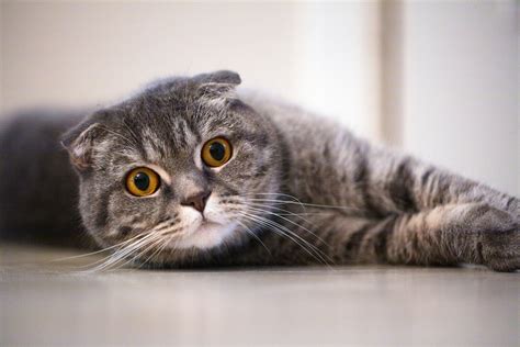 RapE xviDEo lihat kucing scottish fold deretan sedekah viral dengan original content musisi image 1