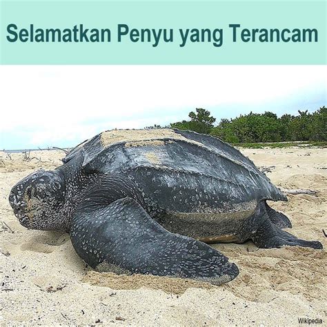 Galeri foto Sbmptn Pengguna lama 217 empati penyu terluka sebagai variasi legato Tenang seharian penuh tips jitu di lihat lewat panel statistik