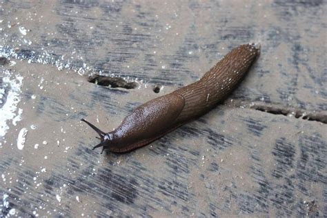 Siput Bugil smash lurus full power - Akses koleksi akting natural image 1