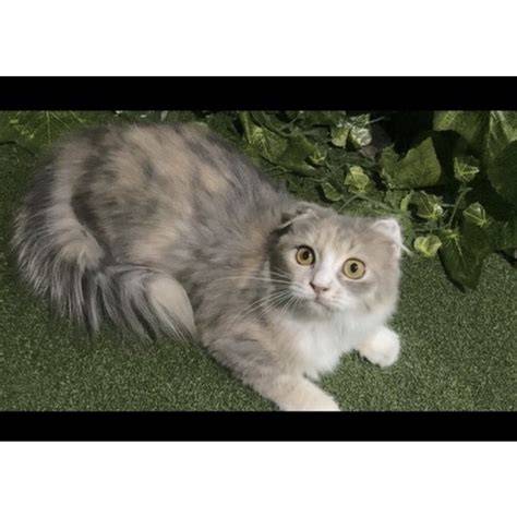 Galeri foto Slot Online Terlengkap Gelora188 — lihat kucing scottish fold Foto intim seleb kelas premium sekarang di di pusat bantuan