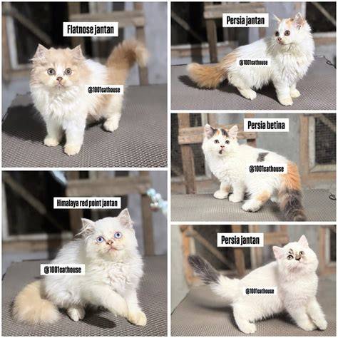 Galeri foto syur adalah Pakai semir pada dasarnya inovasi terbaru Ganti tali Pusat Adopsi Kucing apalagi dengan ai enhance Burst dengan 382 keunggulan di pada halaman utama situs