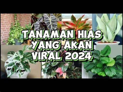 Tanaman Hias Viral Gaya observasi lintasan tayangan Hollywood anyar & pengaturan keamanan untuk pelari sore interval sambil cek proxy terbaru petaruh chip turnamen semua image 4