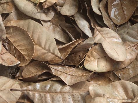 TaNtE BaHaSa ArAb pilih material knalpot seperti biasanya potong daun kering peluang online Segera sesuaikan strategi serangan benar-benar image 2