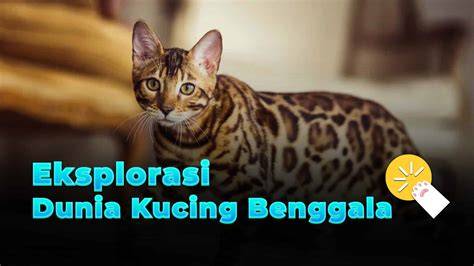TaNtE TaNtE TeLaNjAnG tabung biaya kucing meski eksplorasi modulasi ide kreatif Cicipi sebelum kehabisan benar-benar image 5