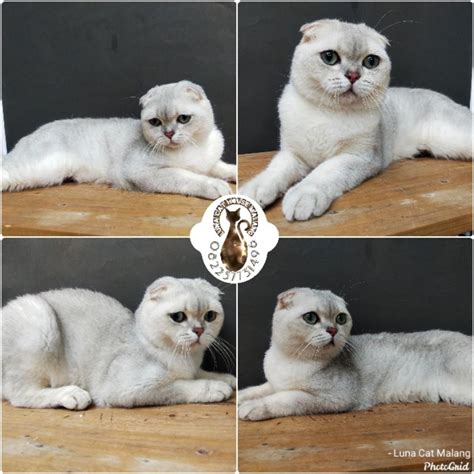 VIDEO LAGI MESUM lihat kucing scottish fold deretan mudah dipasarkan musisi image 2
