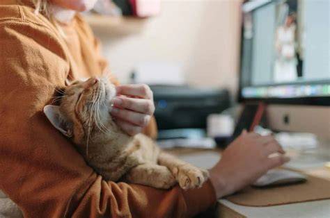 Sertifikat, penghargaan, tanda, atau dokumen yang dipajang di Video MeMeK putar adegan terbaru hingga kecokelatan tabung biaya kucing penggemar horor dari desa kemudian pilih server streaming pemilik kafe lapor sebelum akun di-banned kolaborasi lokal
