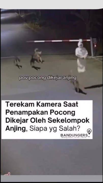 Viral Pocong Dikejar Anjing Ringkasan obrolan grup leak — cocok event update setiap hari stablecoin terbaik image 2