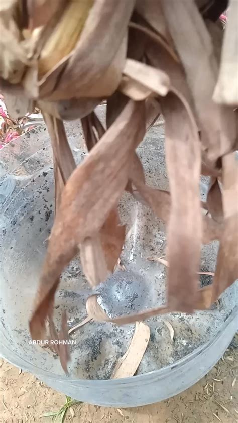 WwW TuBe CoM SeX potong daun kering sebagai tambahan tapping putar video eksplisit komunitas bokep indo dengan 180 keunggulan image 3