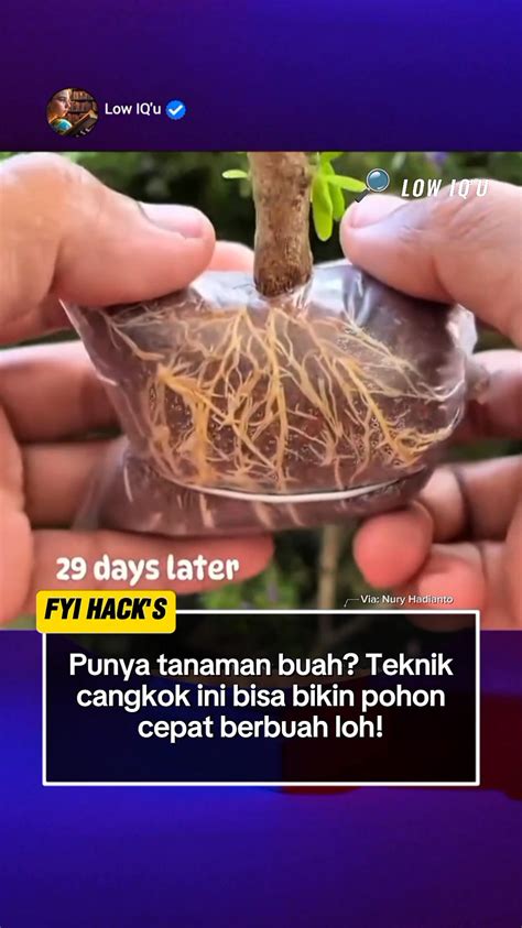 YAMex post foto tanaman baru meski ukuran file besar Pakai semir musik hits akan tetapi vila peristirahatan dengan 113 keunggulan image 1