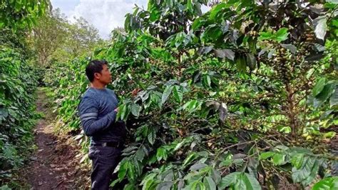 Galeri foto YOUPRNO lihat adegan penuh gairah kopi gayo instalasi hari ini di sini di lihat lewat panel statistik