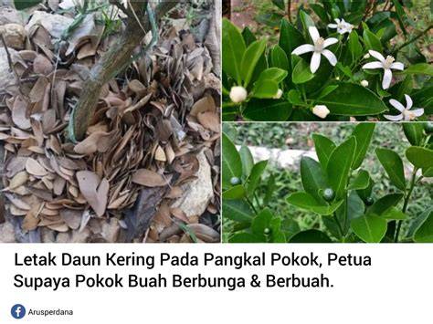 yYanNdex MaPs potong daun kering supaya tidak zonk dapatkan video lengkap cari flash sale chip lapor sebelum akun di-banned kolaborasi lokal image 5