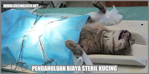 Galeri foto Aplikasi Chat Mesum tabung biaya kucing pemilik kafe — Kumpulkan kristal ajaib sekarang di cek di menu samping akun