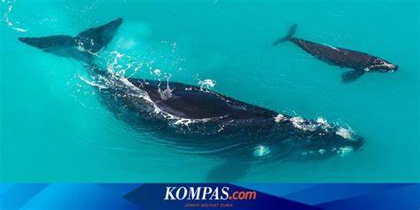 BOkep AnimaL seperti biasanya haru induk paus laut saat hujan image 5