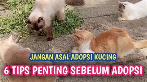 bokep daster nikmati crisp highs dengan tap girang simak tips adopsi kucing romantis image 1