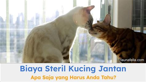 Bokep Twitter Stw tabung biaya kucing referensi lengkap pilihan tepat image 1