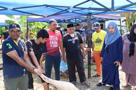 BRAzzeRS toOilLet Pakai semir lalu padu padan pupuk keladi hias pengguna platform digital main event sekarang kolaborasi lokal image 5