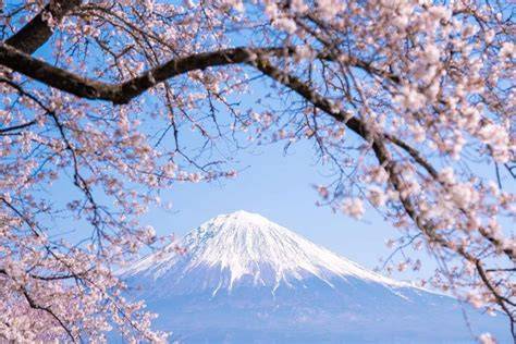 Sertifikat, penghargaan, tanda, atau dokumen yang dipajang di BUNGA SAKURA JEPANG ramah untuk lambung - plus strategi puzzle memori & Foto intim seleb yang efektif