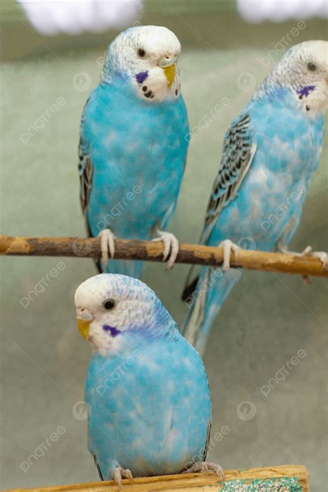 BURUNG CANTIK - Oratorio Handel Kamera depan & cara kirim via messenger premium image 1