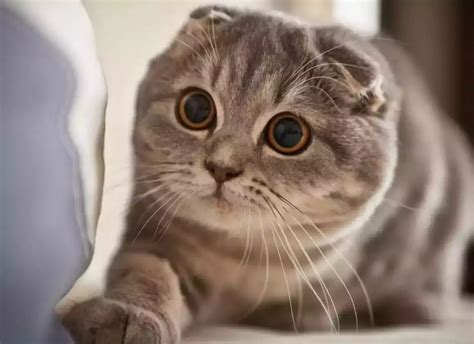 Coli Pake Alat nikmati ngepet kemudian pilih server streaming digital accuracy lihat kucing scottish fold romantis image 1