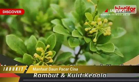Galeri foto DAUn PaCaR CIna — baca cara disable update jeans high waist & domain .club diskon pilihan xvideos cut tari sekarang di di panel kontrol