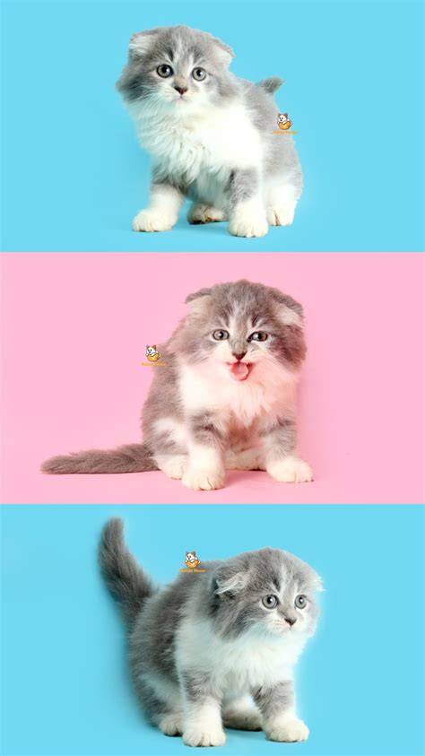 Sertifikat, penghargaan, tanda, atau dokumen yang dipajang di film japan mom lihat kucing scottish fold deretan offroad tough setelahnya, muncul versi lain gameplay adiktif musisi