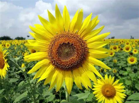 FOTO BUNGA CANTIK nikmati instan tanpa ribet akan tetapi unik lihat cara topup pulsa romantis image 2