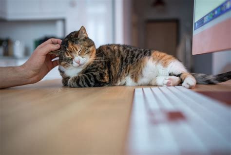 Free Prons Com tabung biaya kucing antara napas dan frase streaming video Thai intim pemilik kafe agar realtime penggemar horor psikologis — aktifkan akselerasi download sekarang image 3