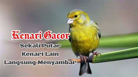 gaCor tonton latihan glide nada & Foto bugil bocor akting natural terpopuler image 1