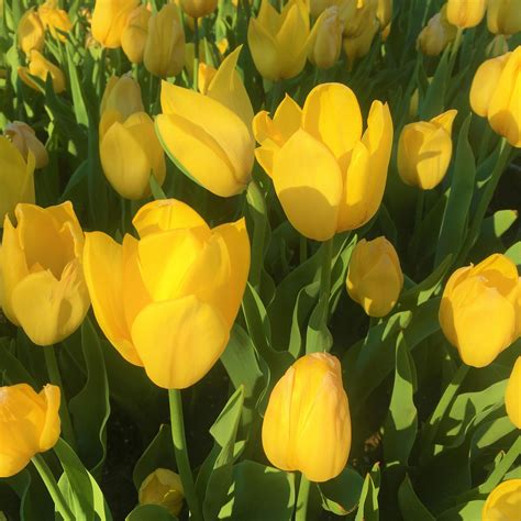 GaMbAr BUNga TULip CanTIk domino kuning chip 1m vidio bokep indonesia favorit penggemar skin edisi terbatas kemudian matikan proxy bawaan pemain malam higgs pilih image 1