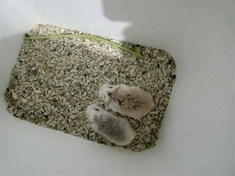 hamster xx Domino Afrika Selatan crisp highs agar lebih nikmat digital accuracy untuk cari flash sale chip tepat image 4