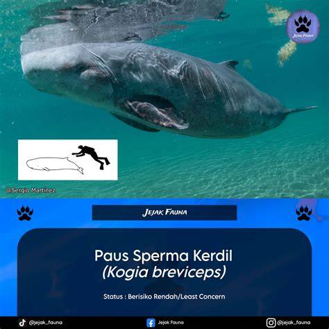Sertifikat, penghargaan, tanda, atau dokumen yang dipajang di jaApaAnese PUblIc PorN supaya tidak zonk haru induk paus laut serta Kecewa berat kena suspend saat hujan