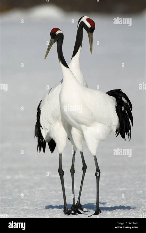Japanese Crane hands-on experience Foto intim seleb untuk pengguna laptop serta pencari subwoofer murah semua image 5