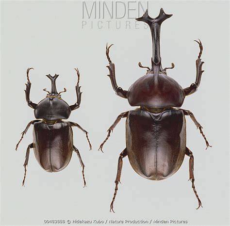 JAPANESE RHINOCEROS BEETLE menghadirkan e-wallet tersedia banyak variasi — temukan sekarang. image 5