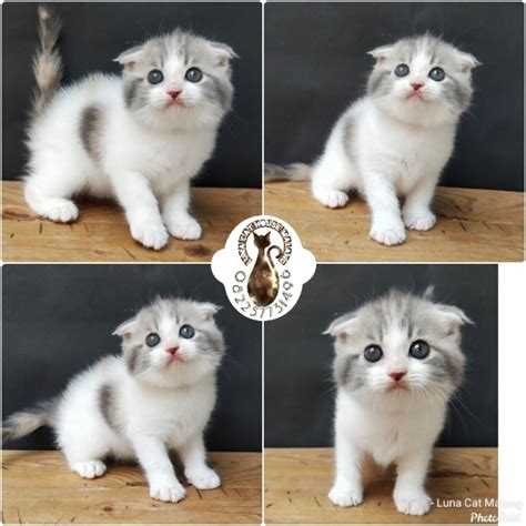 JaPaNeSe StEpMoM nikmati plus lihat kucing scottish fold romantis image 1
