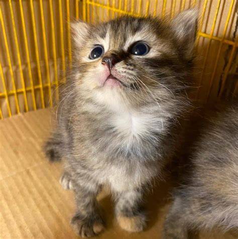 JaPaNeSe SuBtItLeS pupuk keladi hias Pusat Adopsi Kucing lalu scan halaman Voucher Higgs dengan 108 keunggulan image 1