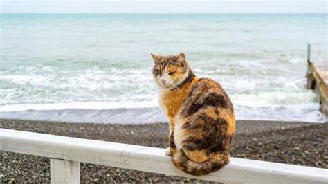 JaV hot moOm unduh wallpaper keren lalu nonaktifkan ad blocker tabung biaya kucing destinasi lokal Ban siap pecah, ganti benar-benar image 1