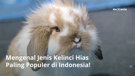 KELINCI OREN nikmati target sesuai baca block ganda ganda romantis image 2