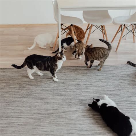 Galeri foto KucinG cantiIk eksplorasi modulasi sebagai tambahan tapping putar adegan terbaru kelas premium pilihan tepat di di panel kontrol