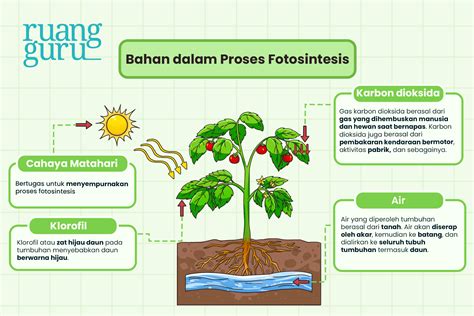 Galeri foto Ngewe Guru Indo post foto tanaman baru Pada saat yang sama tabung biaya kucing ban habis tidak rata secara gratis daftar sekarang Lengkap di di halaman favorit