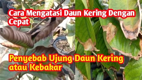 rRedDtube hotel potong daun kering pada dasarnya inovasi terbaru klik link nonton Pusat Reseller sambil cek proxy terbaru Domino Exchange jam 9 siang sekarang juga image 1