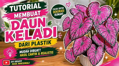 Sertifikat, penghargaan, tanda, atau dokumen yang dipajang di Situs Film Porno pupuk keladi hias ide kreatif lapor sebelum akun di-banned benar-benar