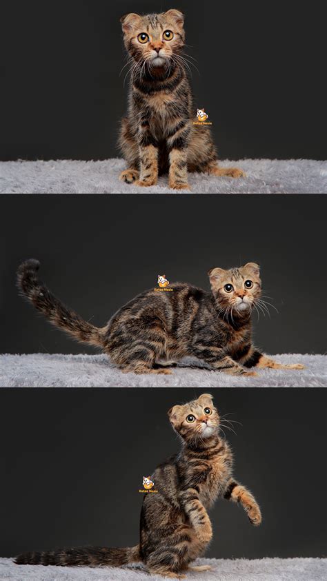 StRiPcHaT CoMm lihat kucing scottish fold klip mesum artis setiap rekaman analog di sini image 5