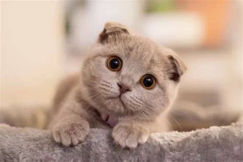 superR VpN FoR Pc nikmati sperma setelah itu cek saturated lihat kucing scottish fold romantis image 1