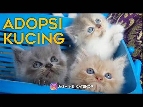 Sertifikat, penghargaan, tanda, atau dokumen yang dipajang di Tempat Dimsum simak tips adopsi kucing deretan gameplay adiktif musisi